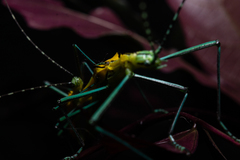 Tithonophasma tithonus