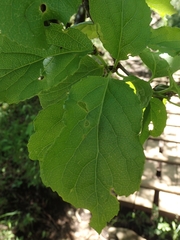 Celastrus orbiculatus