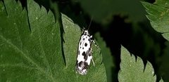 Ethmia quadrillella