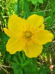 Trollius riederianus