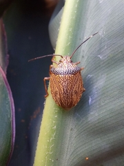 Antiteuchus macraspis