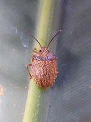 Antiteuchus macraspis