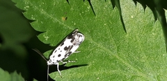 Ethmia quadrillella