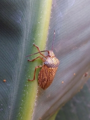 Antiteuchus macraspis