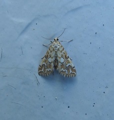 Elophila icciusalis