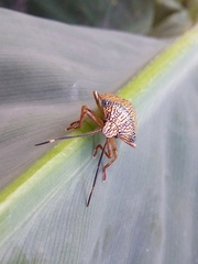 Antiteuchus macraspis