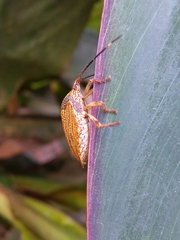 Antiteuchus macraspis