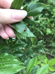 Synolabus nigripes