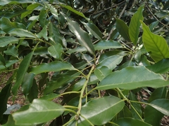Quercus acuta
