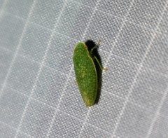 Rugosana