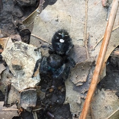 Phidippus audax