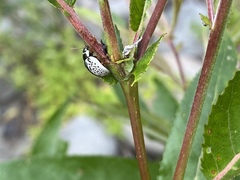 Calligrapha multipunctata