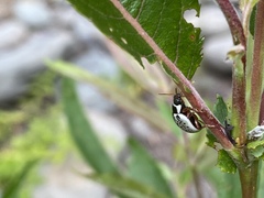 Calligrapha multipunctata