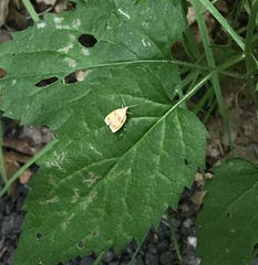 Cenopis diluticostana