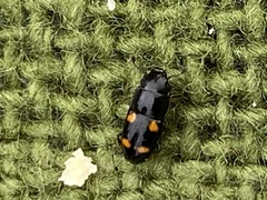 Glischrochilus hortensis