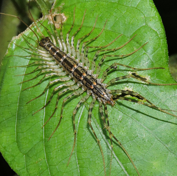 Japanese House Centipede (Thereuonema tuberculata) · iNaturalist