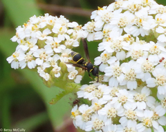 Leptochilus republicanus