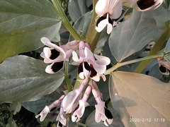 Vicia faba