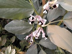 Vicia faba
