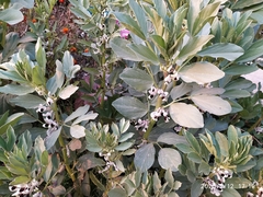 Vicia faba