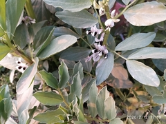 Vicia faba