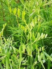 Lathyrus palustris pilosus