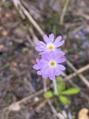 Primula incana