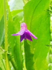 Lathyrus palustris pilosus