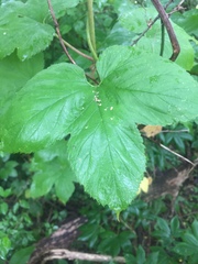 Humulus lupulus