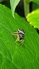 Heliophanus cupreus