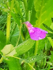 Lathyrus palustris pilosus