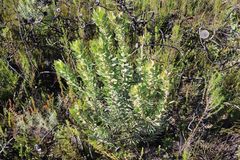 Leucadendron daphnoides