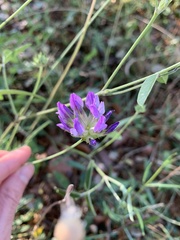 Medicago sativa
