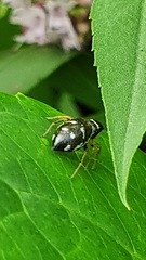 Heliophanus cupreus