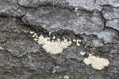 Physarum didermoides