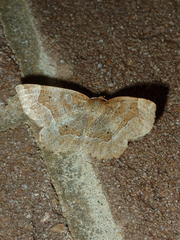 Metarranthis hypochraria