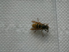 Vespula vulgaris