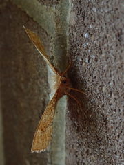 Metarranthis hypochraria