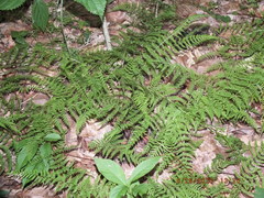Cystopteris bulbifera