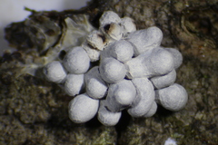 Physarum didermoides