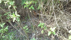 Sylvilagus palustris