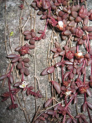 Delosperma subpetiolatum