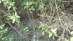 Sylvilagus palustris