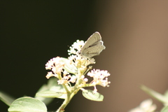 Celastrina echo