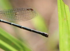 Argia tibialis