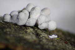 Physarum didermoides