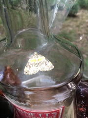 Dysstroma hersiliata