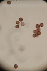 Physarum didermoides