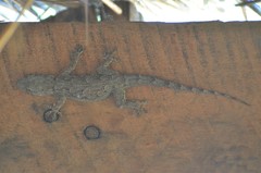 Hemidactylus platycephalus