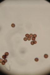 Physarum didermoides